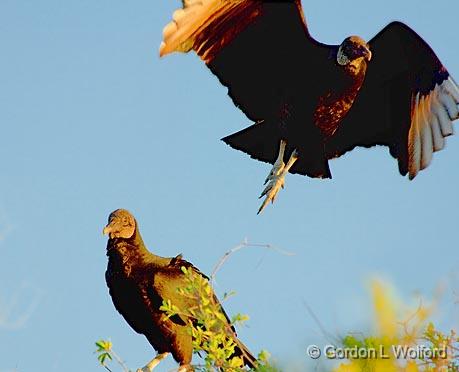 Black Vulture Taking Wing_34016.jpg - American Black Vulture (Coragyps atratus) photographed at the Magic Ridge Bird Sanctuary on the Gulf coast near Port Lavaca, Texas, USA.